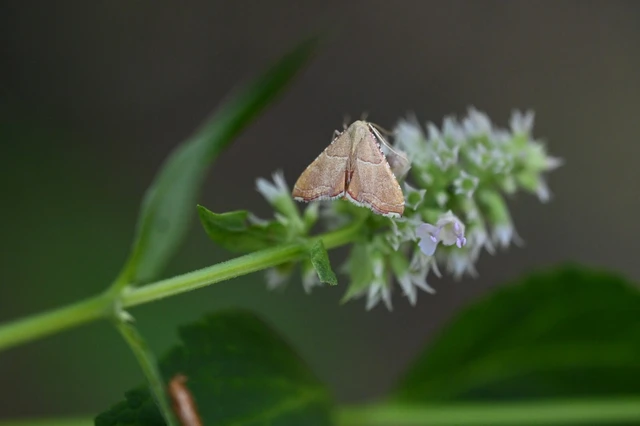 Endotricha flammealis - tüzesszárnyú fényilonca