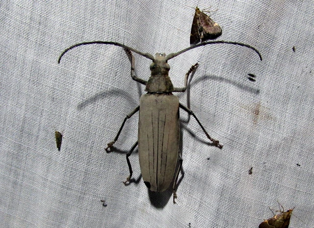 Aegosoma scabricorne - diófacincér