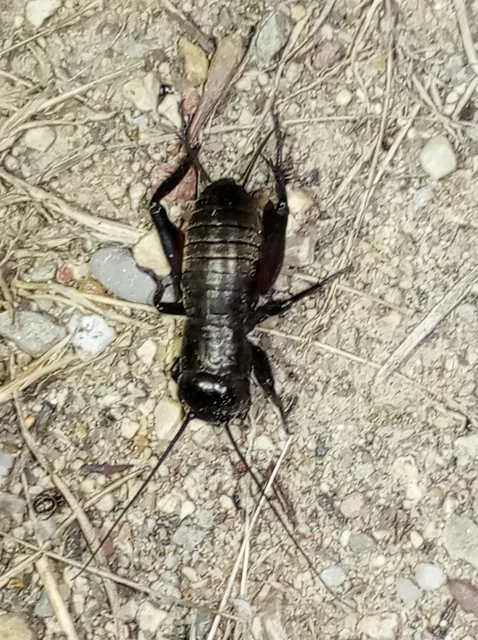 Gryllus campestris - mezei tücsök
