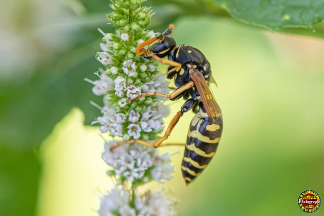Hymenoptera - Hártyásszárnyúak