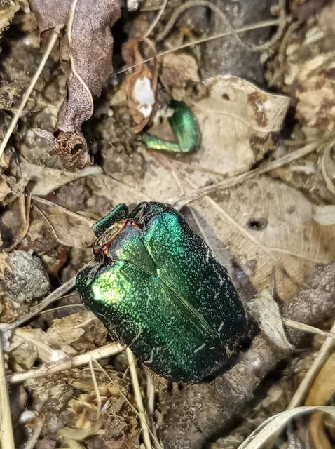 Cetonia aurata - aranyos virágbogár Cetonia aurata - aranyos virágbogár