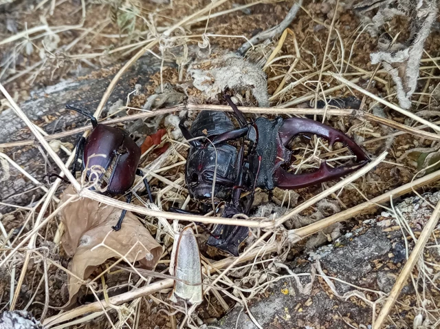 Lucanus cervus - nagy szarvasbogár
