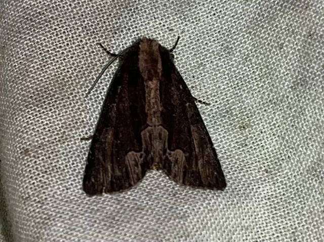 Dypterygia scabriuscula - szurokbarna nyáribagoly