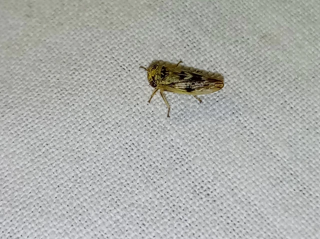 Rhytidodus decimusquartus Rhytidodus decimusquartus