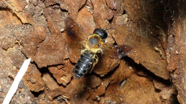 Hymenoptera - Hártyásszárnyúak Hymenoptera - Hártyásszárnyúak