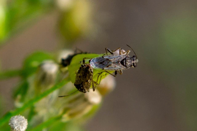 Nysius Nysius