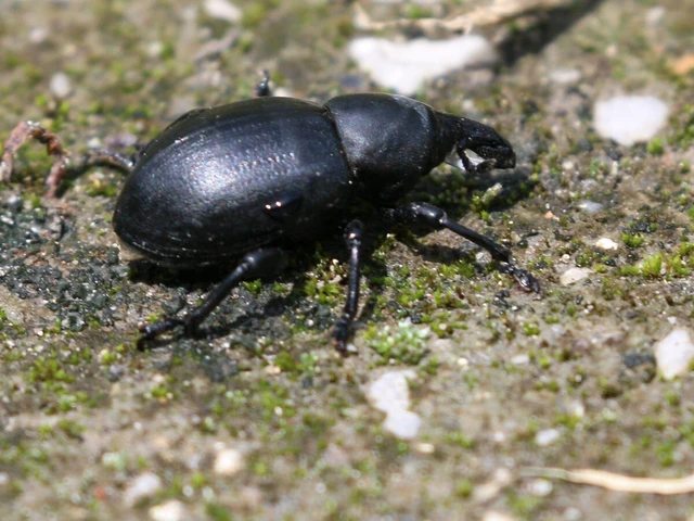 Liparus dirus - sujtár-szerecsenományos Liparus dirus - sujtár-szerecsenományos