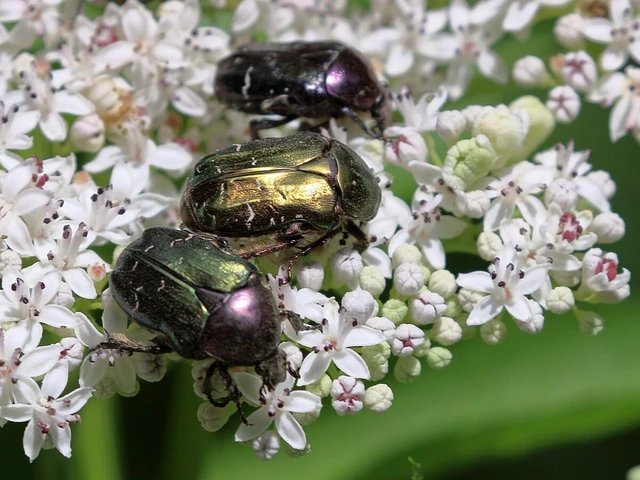 Cetonia aurata - aranyos virágbogár Cetonia aurata - aranyos virágbogár