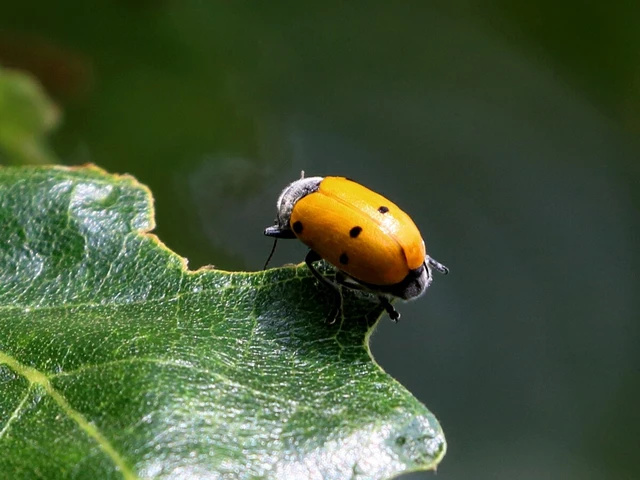 Lachnaia sexpunctata - szőrösnyakú zsákhordóbogár