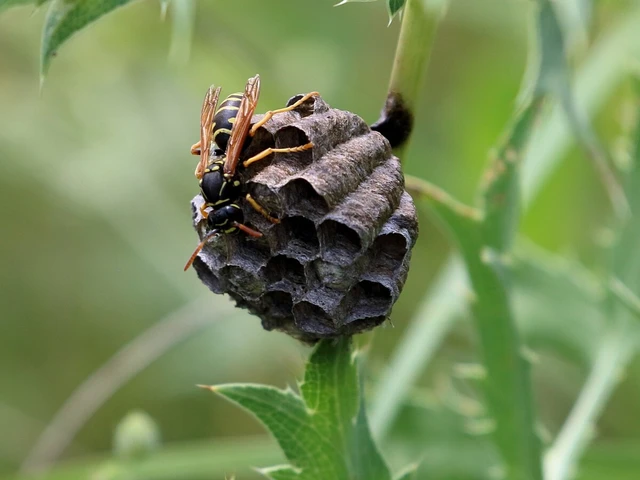 Polistes - papírdarazsak Polistes - papírdarazsak