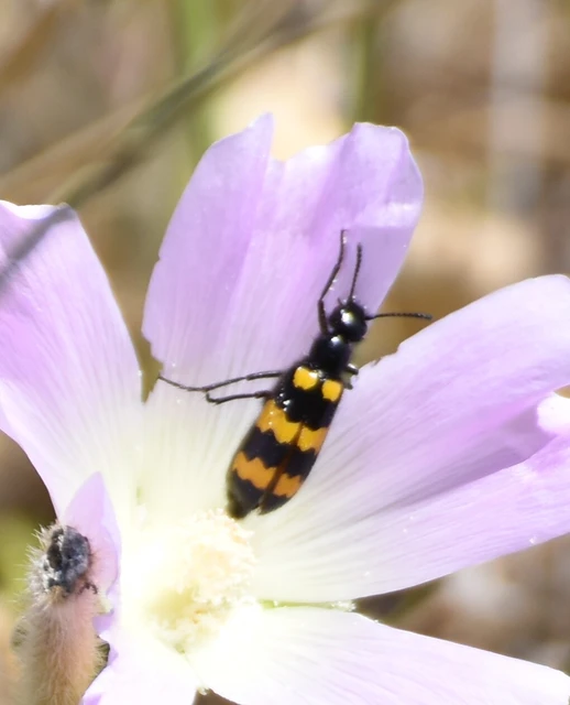 Mylabris variabilis - szalagos hólyaghúzó