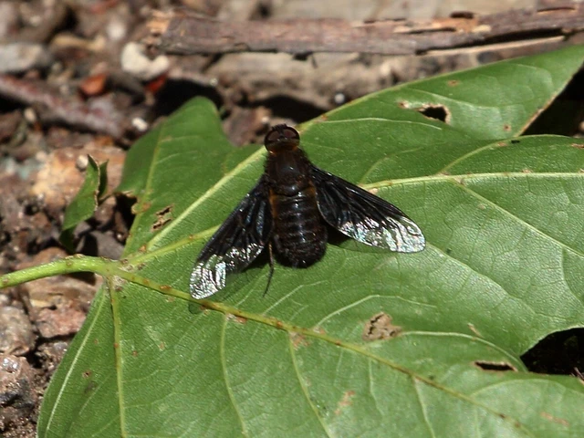 Hemipenthes morio - közönséges gyászlégy