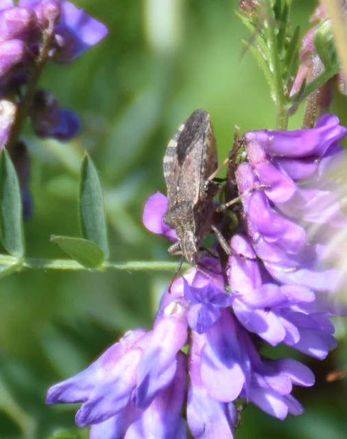 Ceraleptus