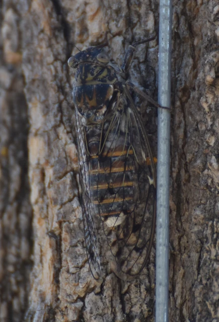 Cicada orni - mannakabóca Cicada orni - mannakabóca