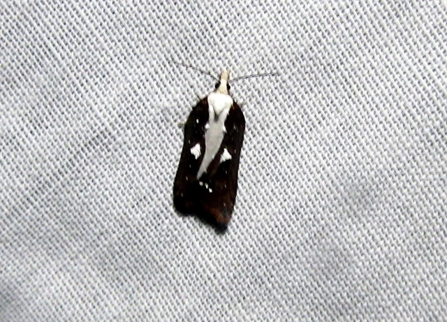Acleris cristana - pamacsos levélmoly Acleris cristana - pamacsos levélmoly