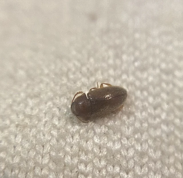 Coleoptera - Bogarak Coleoptera - Bogarak
