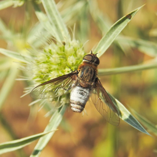 Diptera - Kétszárnyúak Diptera - Kétszárnyúak