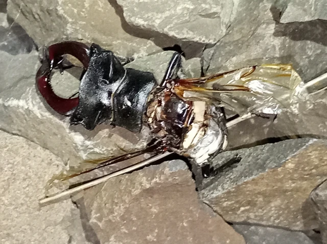 Lucanus cervus - nagy szarvasbogár
