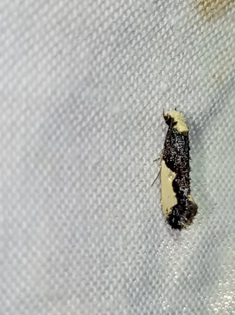 Monopis monachella - apácamoly Monopis monachella - apácamoly