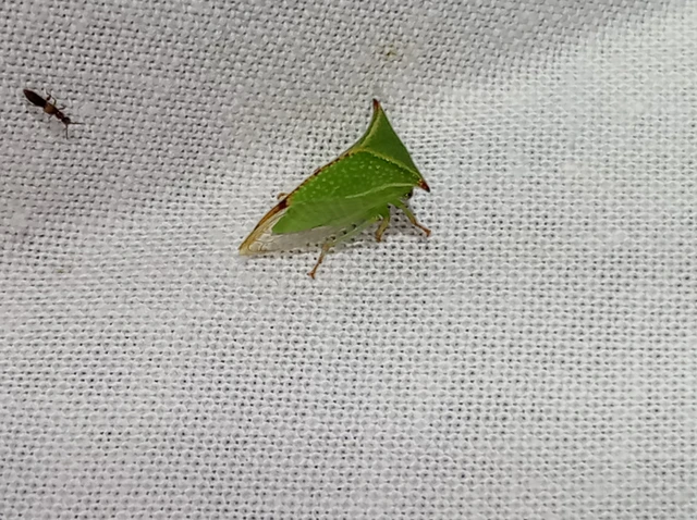 Stictocephala bisonia - bivalykabóca