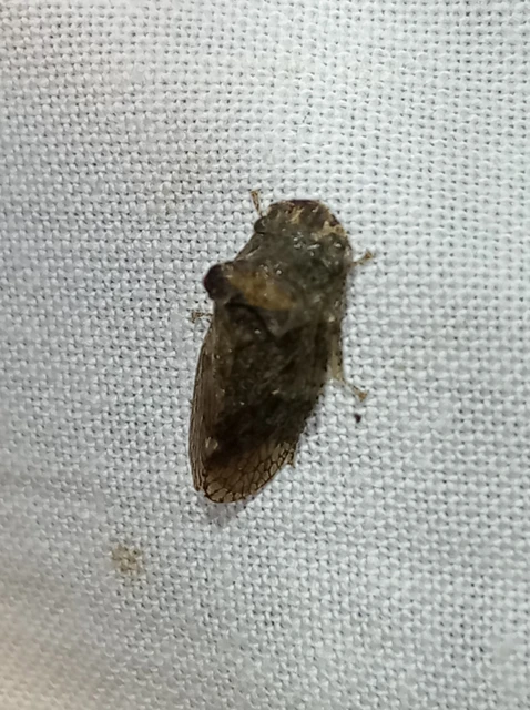 Ledra aurita - füleskabóca Ledra aurita - füleskabóca