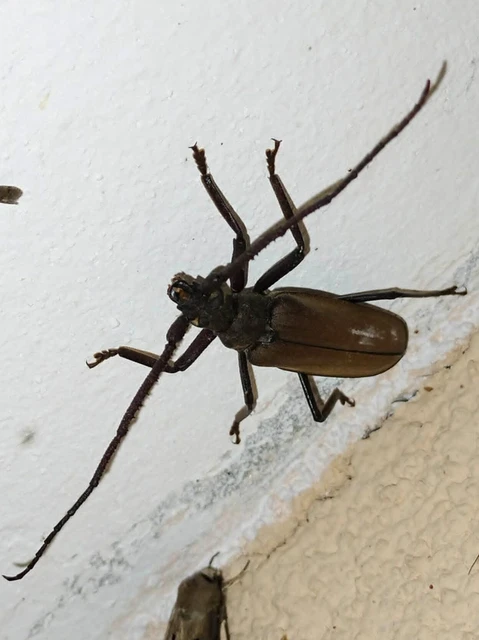 Aegosoma scabricorne - diófacincér