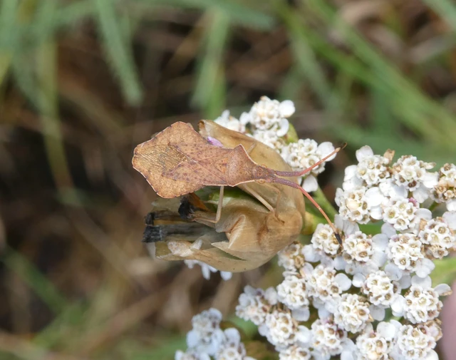 Syromastus rhombeus - vitorlás karimáspoloska