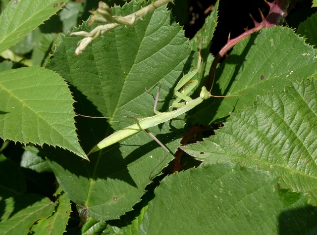 Mantis religiosa - imádkozósáska Mantis religiosa - imádkozósáska