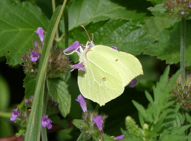 Gonepteryx rhamni - citromlepke