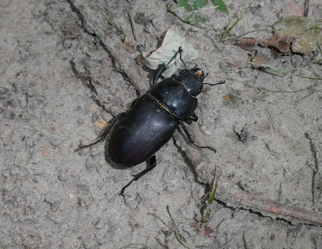 Lucanus cervus - nagy szarvasbogár