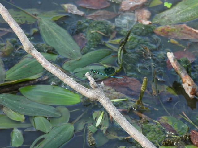 Calopteryx splendens - sávos szitakötő Calopteryx splendens - sávos szitakötő
