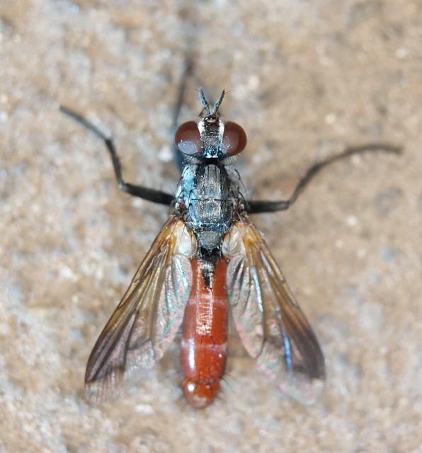 Cylindromyia bicolor