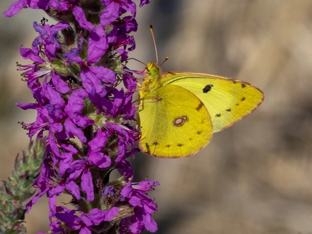 Colias alfacariensis - déli kéneslepke Colias alfacariensis - déli kéneslepke