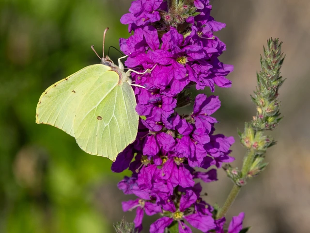 Gonepteryx rhamni - citromlepke