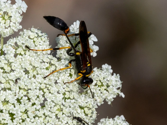 Sceliphron caementarium - feketenyelű lopódarázs Sceliphron caementarium - feketenyelű lopódarázs