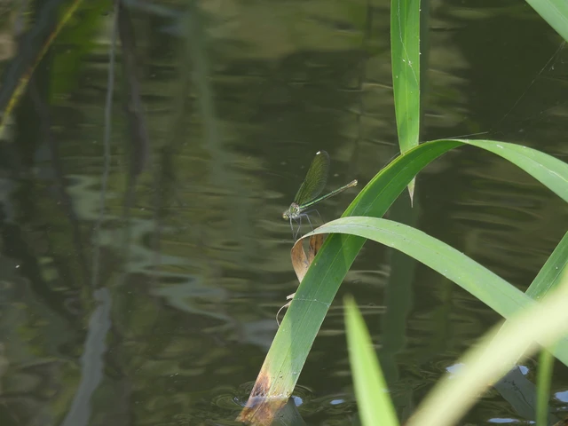 Calopteryx splendens - sávos szitakötő Calopteryx splendens - sávos szitakötő