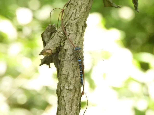 Aeshna mixta - kései karcsúacsa