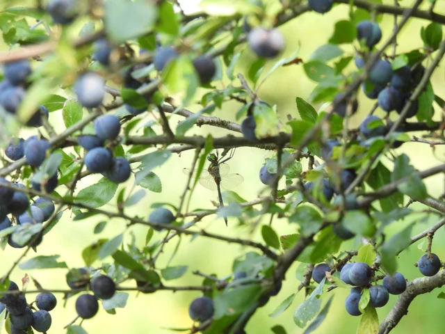 Somatochlora flavomaculata - sárgafoltos smaragdszitakötő Somatochlora flavomaculata - sárgafoltos smaragdszitakötő