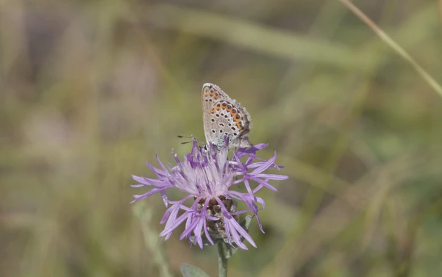 Plebejus argus - ezüstös boglárka Plebejus argus - ezüstös boglárka