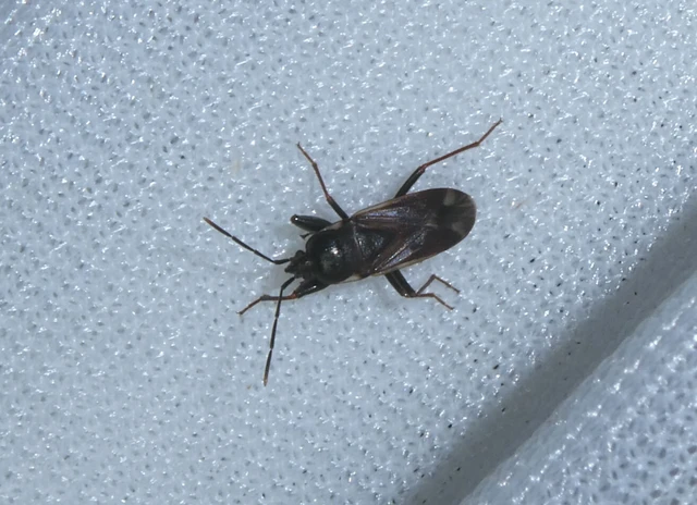 Eremocoris fenestratus - avarbodobács