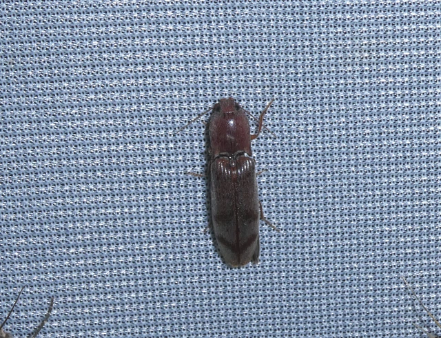 Stenagostus rhombeus - rombusznyakú pattanó
