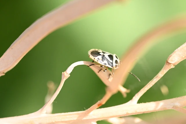 Heteroptera - Poloskák