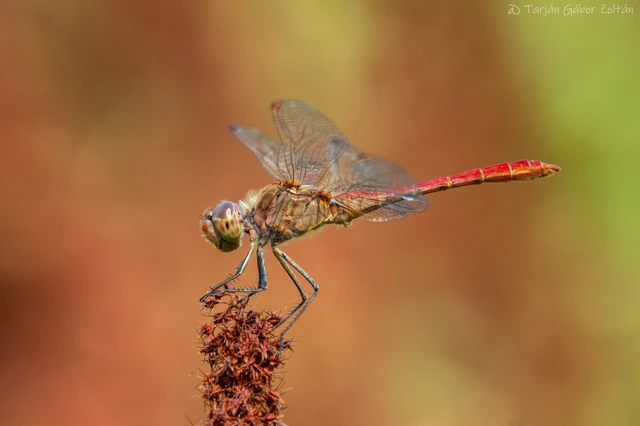 Sympetrum meridionale - fakó katona-szitakötő Sympetrum meridionale - fakó katona-szitakötő