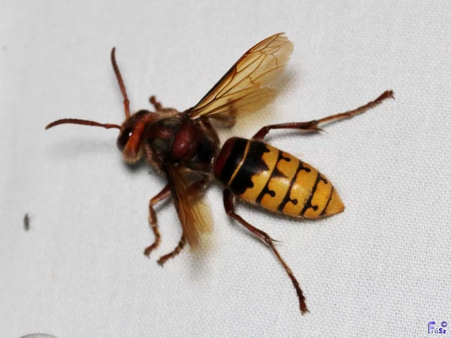 Vespa crabro - lódarázs Vespa crabro - lódarázs