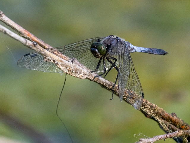 Orthetrum cancellatum - feketefarkú pásztorszitakötő