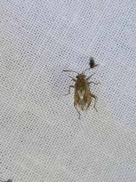 Rhopalidae - üvegpoloskák Rhopalidae - üvegpoloskák