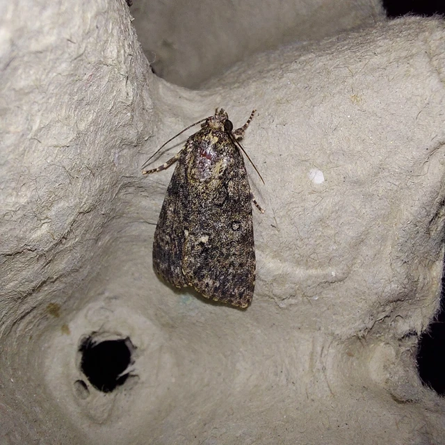 Acronicta rumicis - sóska-szigonyosbagoly Acronicta rumicis - sóska-szigonyosbagoly