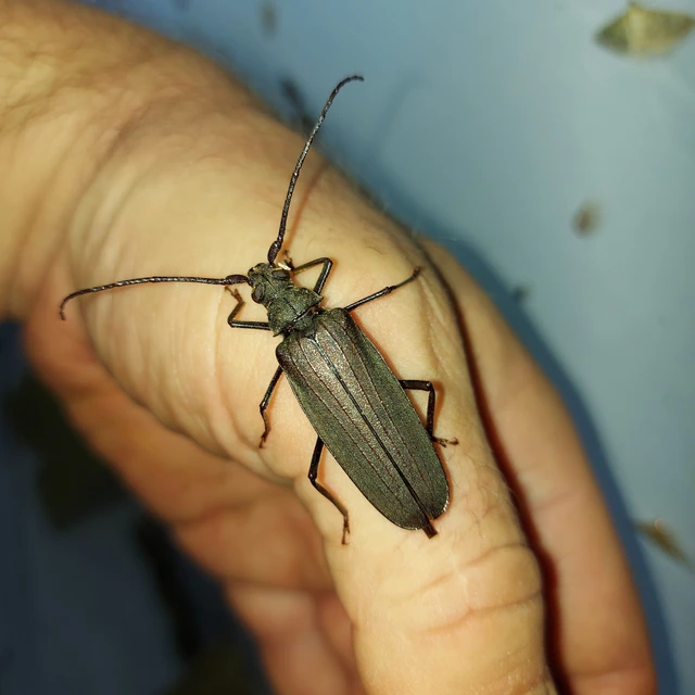 Aegosoma scabricorne - diófacincér