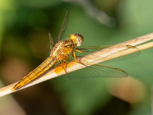 Crocothemis erythraea - skarlát szitakötő