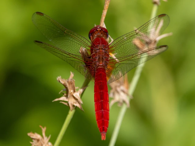 Crocothemis erythraea - skarlát szitakötő